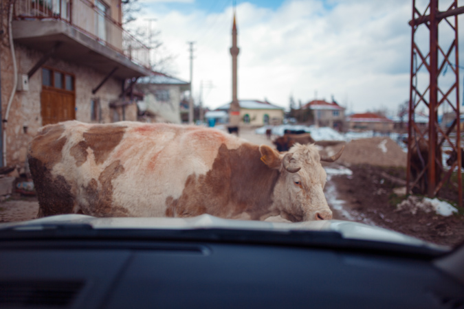 inek fotoğrafı